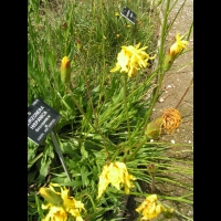 Scorzonera Hispanica L. - Scorsonere d'Espagne (fam. Composees)(Europe, Asie temperee)(02)